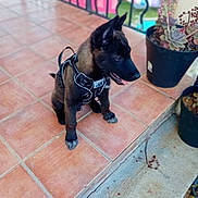 Luna a rejoint le concours — aidez-le/la à gagner de superbes lots ! puppy, dog, pet, harness, tile_floor, potted_plant, plant, outdoor, balcony, railing, brown, black, fur, young_animal, sitting, side_view, curious, domestic_animal, animal, cute