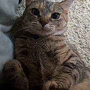 Milky Way joined the competition — help win amazing prizes! animal, carpet, cat, closeup, companion, curious, cute, domestic_animal, ears, feline, fur, indoor, lying_down, mammal, paws, pet, relaxed, resting, tabby, whiskers