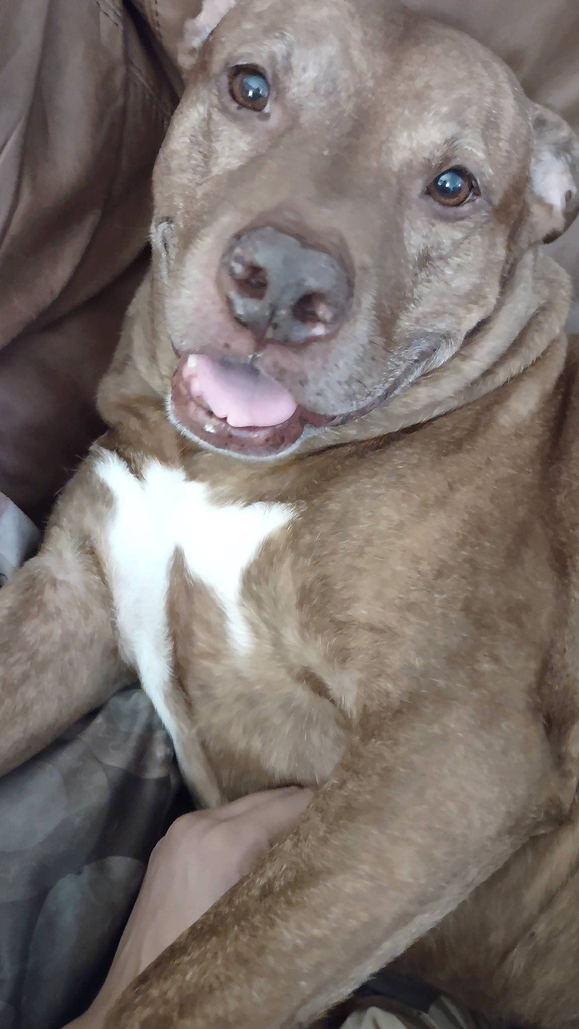 Goofy joined the competition — help win amazing prizes! carnivore, collar, companion_dog, dog, dog_breed, dog_collar, fang, fawn, fur, guard_dog, liver, molosser, pit_bull, snout, sporting_group, terrestrial_animal, whiskers, working_animal, working_dog, wrinkle