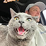 Junie joined the competition — help win amazing prizes! animal, cap, car_interior, cat, close_up, cute, eyes, feline, gray_cat, hoodie, indoor, man, mouth_open, person, pet, smiling, text_overlay, vehicle, whiskers, window