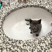 Junie is registered to the contest to win money with this photo: animal, bathroom, cat, clean, collar, countertop, curious, cute, domestic, faucet, granite, gray, indoor, kitten, looking_up, pet, sink, small, toiletries, wide_eyes