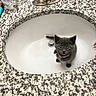 animal, bathroom, cat, clean, collar, countertop, curious, cute, domestic, faucet, granite, gray, indoor, kitten, looking_up, pet, sink, small, toiletries, wide_eyes