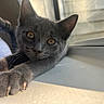 Junie is registered to the contest to win money with this photo: animal, cat, claws, closeup, curious, focus, fur, gray_cat, indoor, kitten, paw, pet, portrait, relaxed, soft_light, stretching, whiskers, window, windowsill, young