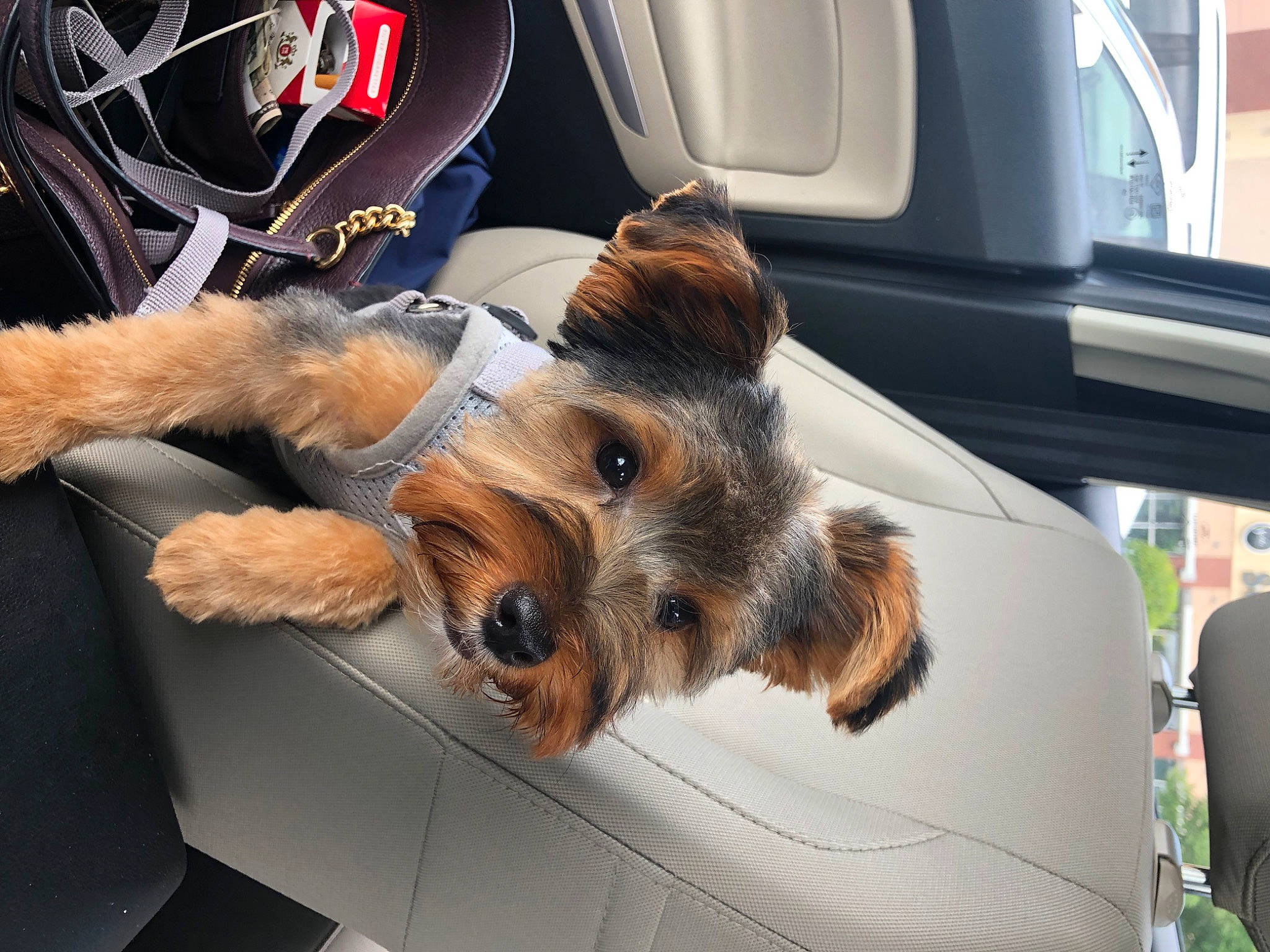 Riley Ray is registered to the contest to win money with this photo: automotive_design, automotive_exterior, automotive_lighting, automotive_mirror, automotive_tire, automotive_window_part, car, car_seat, carnivore, companion_dog, dog, dog_breed, family_car, hood, motor_vehicle, personal_luxury_car, radio, vehicle, vehicle_door, windshield