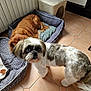 dog, pet_bed, indoor, floor, tile, small_dog, brown_dog, white_and_gray_dog, fur, animal, companion, curious, lounging, cozy, scratching_post, home, domestic, cute, two_dogs, looking