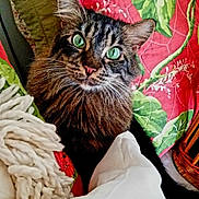 Sarah is registered to the contest to win money with this photo: cat, tabby, green_eyes, pet, furry, animal, closeup, indoor, blanket, quilt, colorful, cozy, whiskers, fur, face, cute, domestic_cat, relaxed, resting, comfort