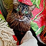 cat, tabby, green_eyes, pet, furry, animal, closeup, indoor, blanket, quilt, colorful, cozy, whiskers, fur, face, cute, domestic_cat, relaxed, resting, comfort