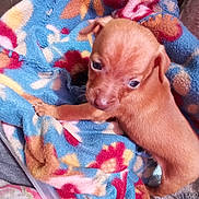 Jake is registered to the contest to win money with this photo: puppy, dog, brown, blanket, patterned_blanket, indoor, pet, young_dog, cute, animal, fur, small, canine, resting, colorful, fabric, texture, domestic_animal, companion, cozy