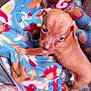 puppy, dog, brown, blanket, patterned_blanket, indoor, pet, young_dog, cute, animal, fur, small, canine, resting, colorful, fabric, texture, domestic_animal, companion, cozy