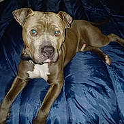 Link is registered to the contest to win money with this photo: animal, bed, blanket, brown_dog, canine, collar, companion, dog, ears, eyes, flash, fur, indoor, lying_down, paw, pet, portrait, resting, snout, tail