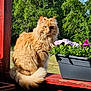 cat, fluffy, orange_cat, pet, animal, outdoor, nature, plant, flower, planter, wood, railing, greenery, sunlight, portrait, feline, sitting, calm, daylight, backyard