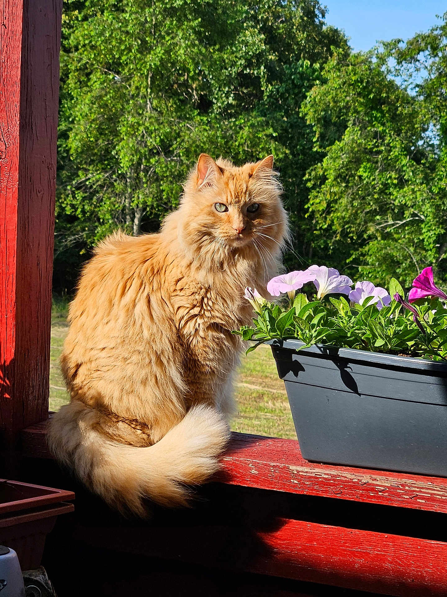 Esma joined the competition — help win amazing prizes! cat, fluffy, orange_cat, pet, animal, outdoor, nature, plant, flower, planter, wood, railing, greenery, sunlight, portrait, feline, sitting, calm, daylight, backyard
