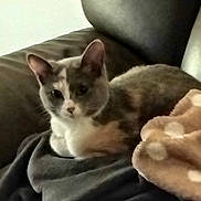 Bonnie participe au concours pour gagner de l'argent avec cette photo : cat, feline, pet, animal, blanket, couch, leather, indoor, resting, cozy, fur, ears, whiskers, soft, polka_dot, relaxed, domestic, mammal, comfort, nap