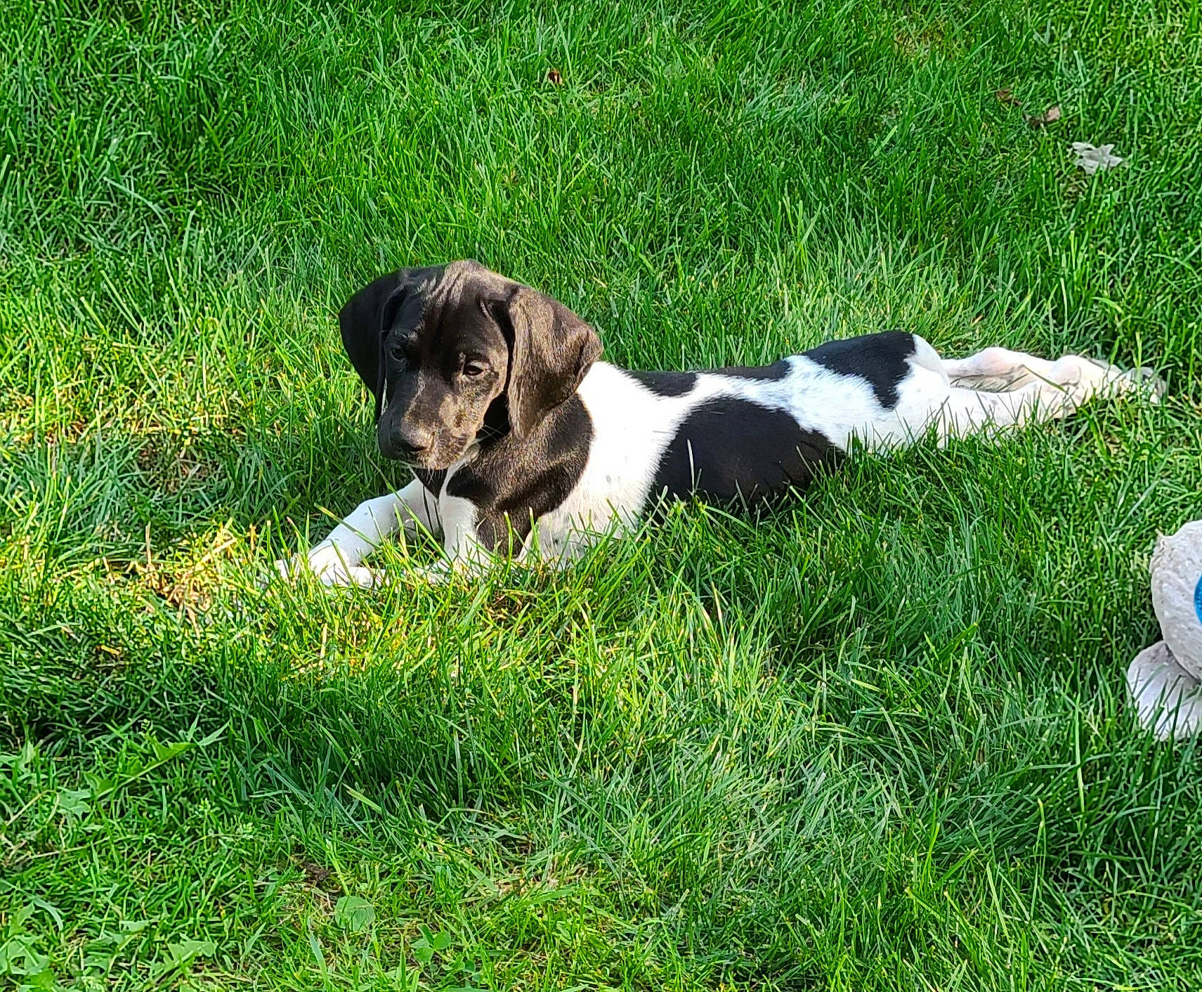 Mabel joined the competition — help win amazing prizes! canidae, carnivore, companion_dog, dog, dog_breed, english_cocker_spaniel, grass, grassland, groundcover, gun_dog, pasture, plant, puppy, snout, spaniel, sporting_group, tail, terrestrial_animal, working_animal, working_dog