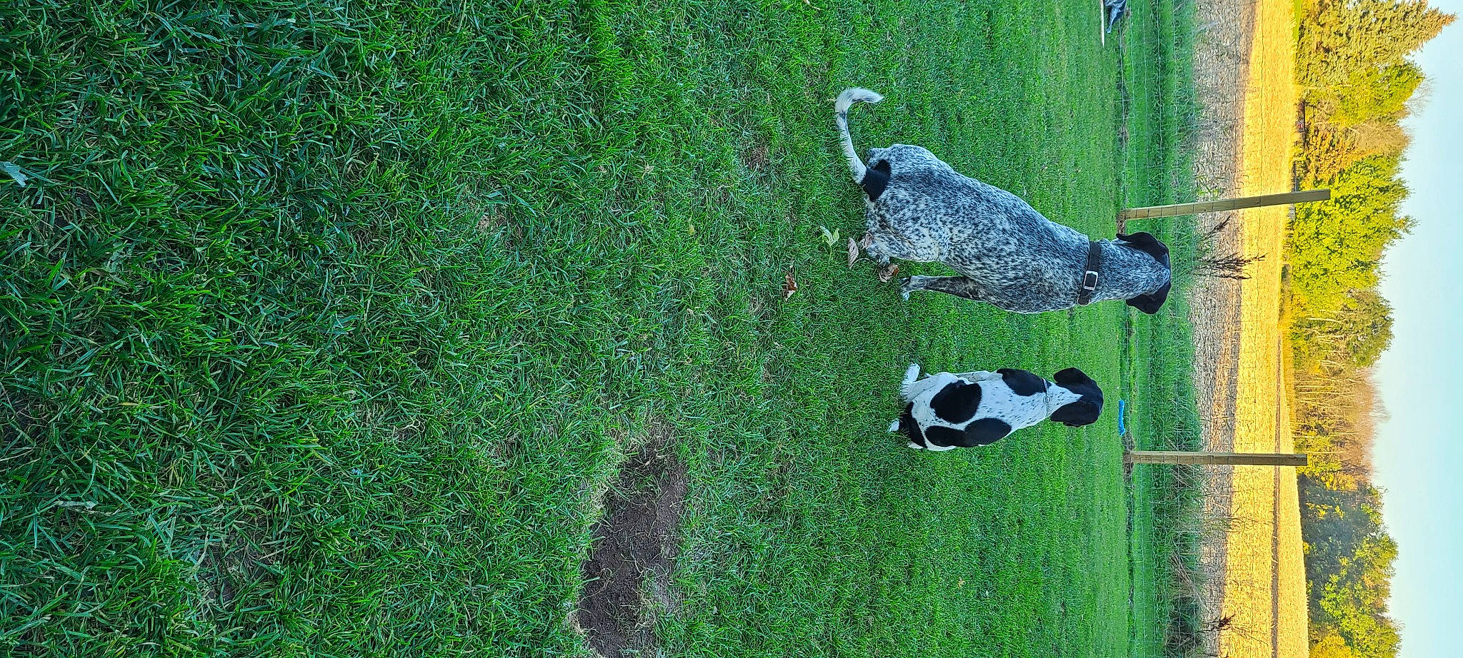 Mabel is registered to the contest to win money with this photo: art, ball, canidae, football, golf_equipment, grass, grass_family, grassland, green, groundcover, lawn, meadow, pasture, plant, recreation, shadow, shrub, sporting_group, sports_equipment, vegetation