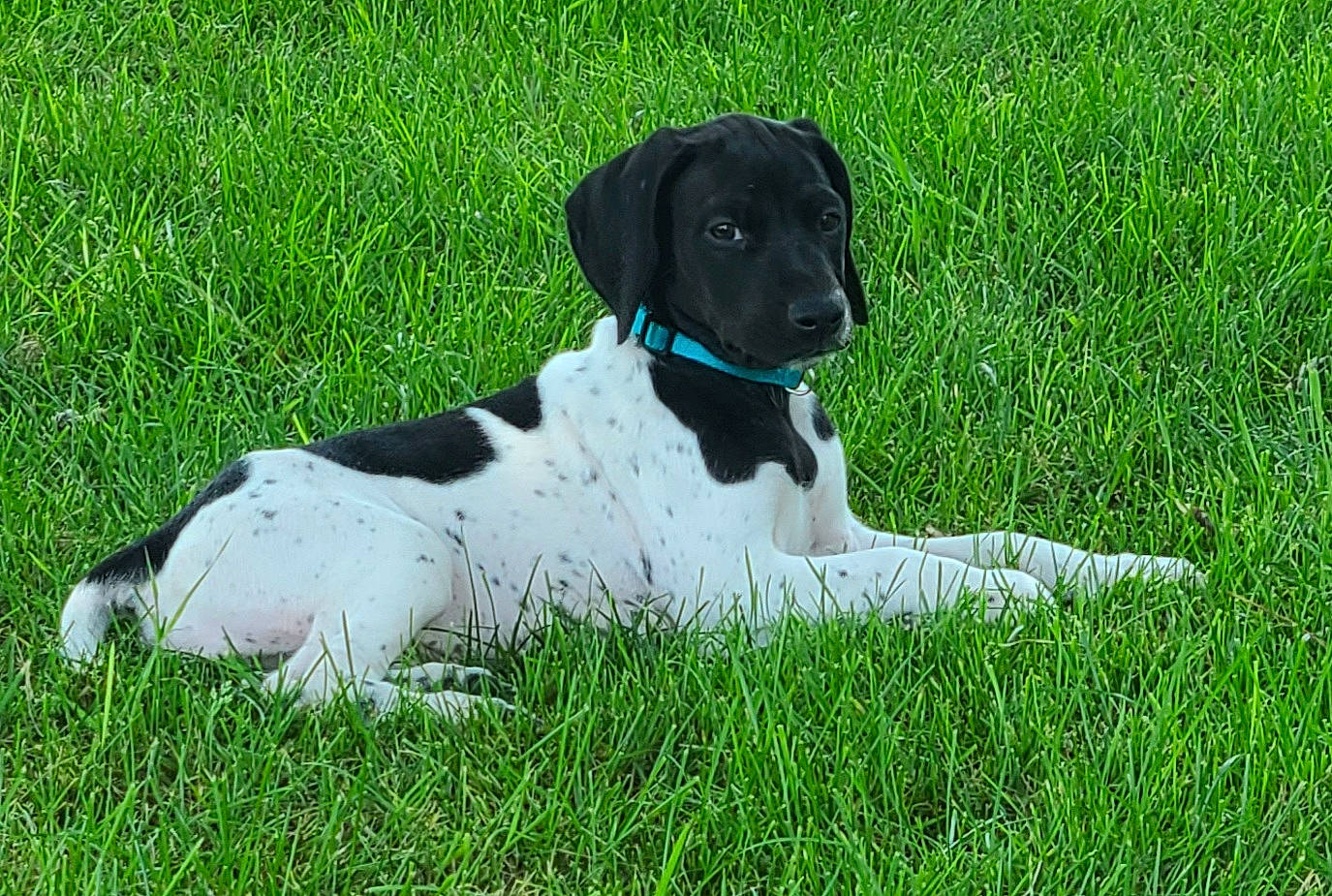 Mabel is registered to the contest to win money with this photo: canidae, carnivore, collar, companion_dog, dog, dog_breed, dog_collar, grass, grassland, groundcover, gun_dog, lawn, plant, pointing_breed, snout, spaniel, sporting_group, tail, terrestrial_animal, working_animal