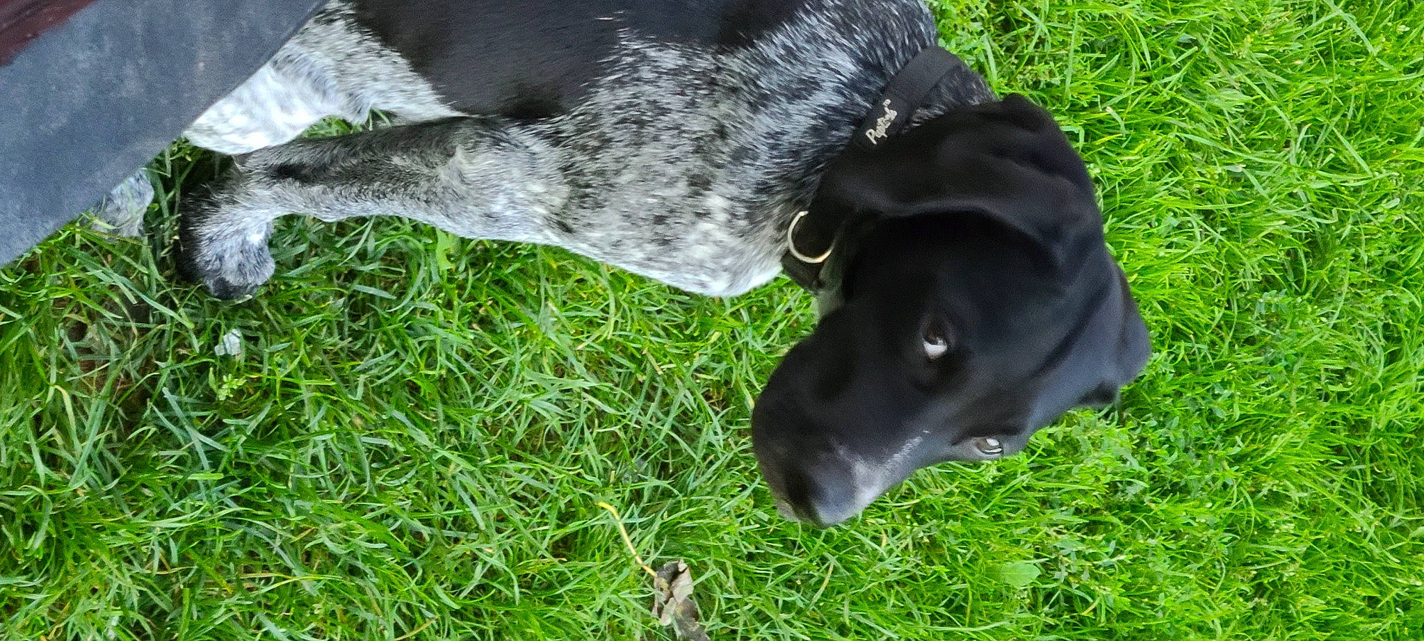 Caine is registered to the contest to win money with this photo: borador, canidae, carnivore, collar, companion_dog, dog, dog_breed, dog_collar, fawn, grass, guard_dog, jaw, plant, pointing_breed, rampur_greyhound, snout, sporting_group, terrestrial_animal, whiskers, working_animal