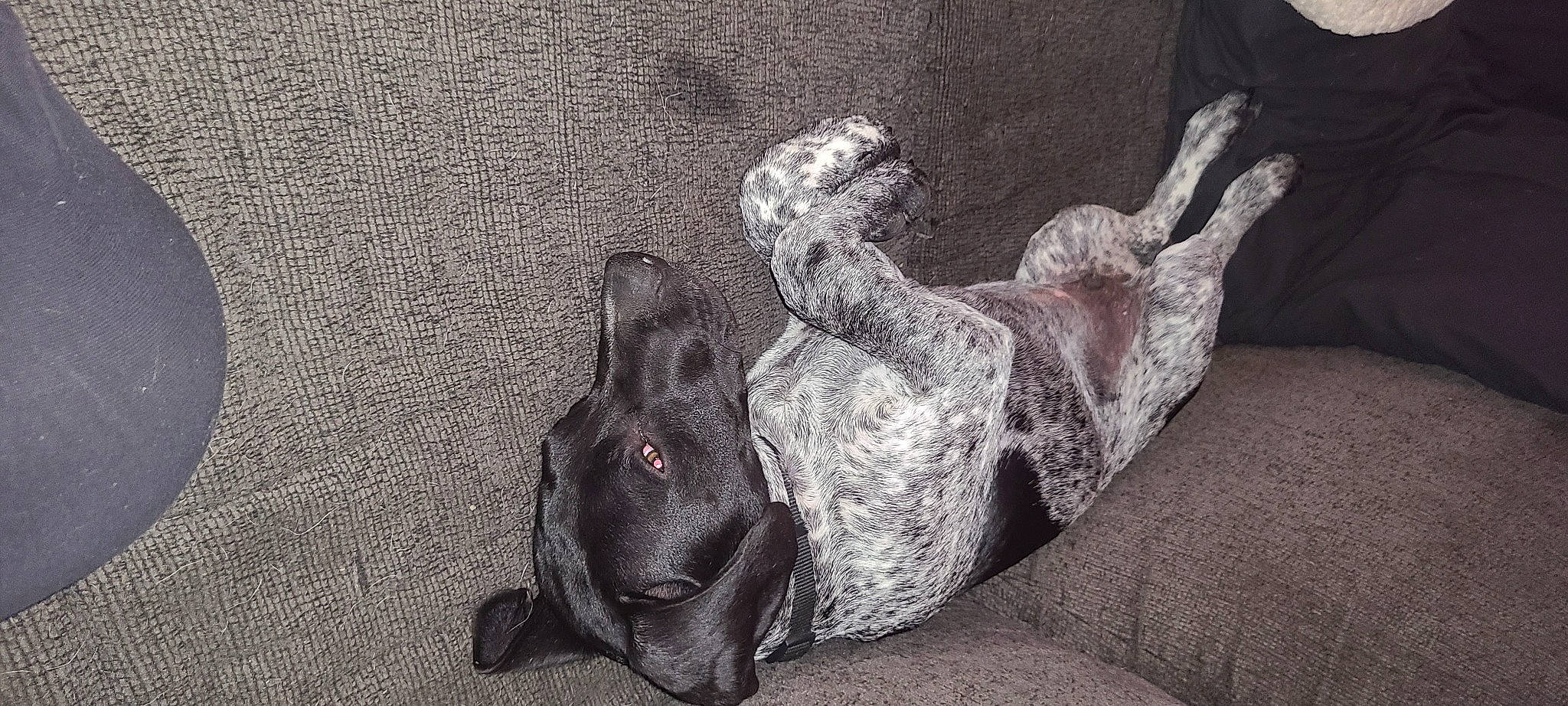 Caine is registered to the contest to win money with this photo: art, carnivore, comfort, companion_dog, dog, dog_breed, fawn, foot, gesture, grey, human_leg, monochrome, monochrome_photography, snout, sporting_group, style, tail, tree, wood, working_animal