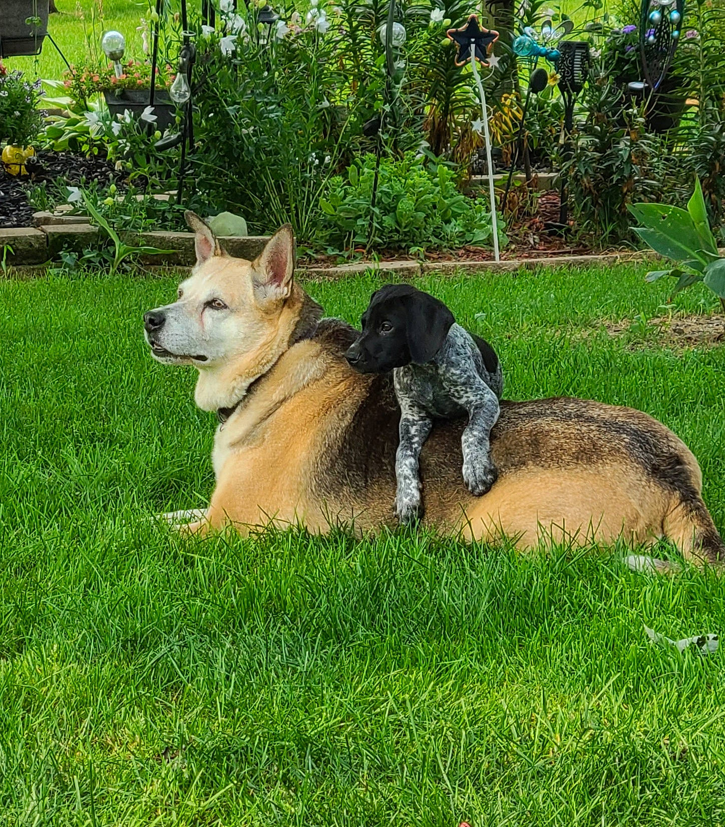 Caine is registered to the contest to win money with this photo: ancient_dog_breeds, canidae, carnivore, companion_dog, dog, dog_breed, east_european_shepherd, fawn, garden, german_shepherd_dog, grass, groundcover, plant, snout, sporting_group, tail, terrestrial_animal, tree, working_animal, working_dog