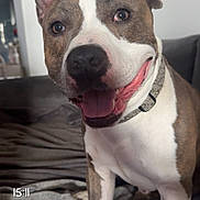 Thor a rejoint le concours — aidez-le/la à gagner de superbes lots ! dog, smiling, pet, indoor, bed, blanket, collar, canine, happy, fur, animal, face, ears, tongue, mouth, paw, cozy, home, portrait, furniture