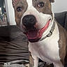 dog, smiling, pet, indoor, bed, blanket, collar, canine, happy, fur, animal, face, ears, tongue, mouth, paw, cozy, home, portrait, furniture