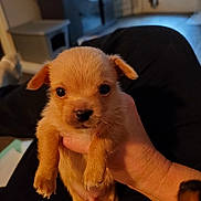 Roy is registered to the contest to win money with this photo: adorable, animal, blurred_background, brown_fur, closeup, cute, dog, domestic_animal, eyes, face, fur, hand, holding, indoor, looking, mammal, pet, puppy, small, young