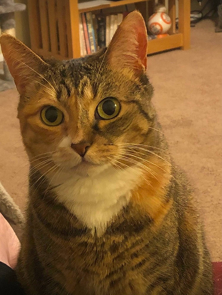 Button joined the competition — help win amazing prizes! carnivore, cat, domestic_short_haired_cat, felidae, fur, picture_frame, small_to_medium_sized_cats, snout, terrestrial_animal, whiskers, window, wood