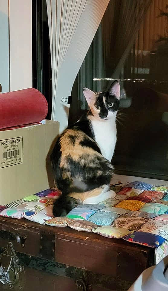 Mae joined the competition — help win amazing prizes! bag, baggage, box, cardboard, carnivore, carton, cat, comfort, curtain, domestic_short_haired_cat, felidae, fur, luggage_and_bags, packaging_and_labeling, room, shipping_box, small_to_medium_sized_cats, table, textile, whiskers