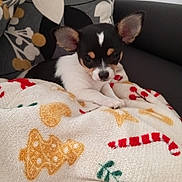 Abby a rejoint le concours — aidez-le/la à gagner de superbes lots ! puppy, dog, small_dog, blanket, holiday_theme, couch, indoor, cute, pet, ears, fur, resting, cozy, patterned, comfort, animal, young, looking, soft, home
