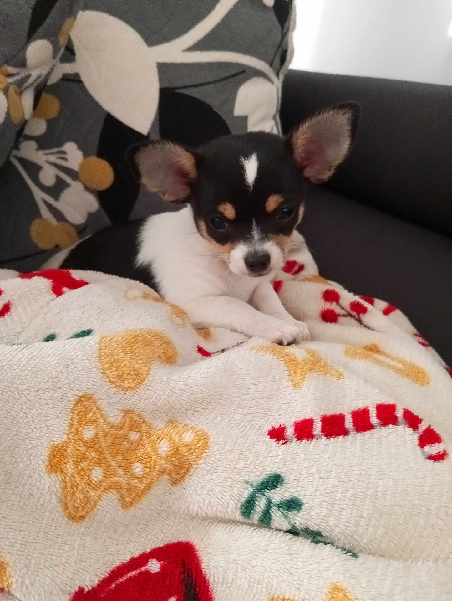 Abby a rejoint le concours — aidez-le/la à gagner de superbes lots ! puppy, dog, small_dog, blanket, holiday_theme, couch, indoor, cute, pet, ears, fur, resting, cozy, patterned, comfort, animal, young, looking, soft, home