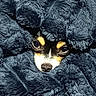Abby participe au concours pour gagner de l'argent avec cette photo : dog, pet, blanket, cozy, fur, face, eyes, nose, indoor, closeup, texture, warm, snuggled, cute, animal, portrait, soft, resting, hidden, comfort