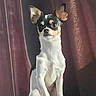 alert, animal, canine, companion, curtains, cute, dog, domestic, ears, front_view, furniture, furry, indoor, looking, pet, portrait, sitting, small_dog, texture, tricolor