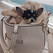 Abby a rejoint le concours — aidez-le/la à gagner de superbes lots ! puppy, dog, handbag, blanket, indoors, window, cute, small, pet, fur, ears, cozy, resting, animal, fashion, accessory, comfort, white, beige, tile_floor