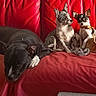 Abby a rejoint le concours — aidez-le/la à gagner de superbes lots ! dog, chihuahua, black_dog, couch, red_couch, indoor, pet, animal, resting, sleeping, toy, small_dog, group, companions, fur, ears, snout, paw, relaxed, natural_light