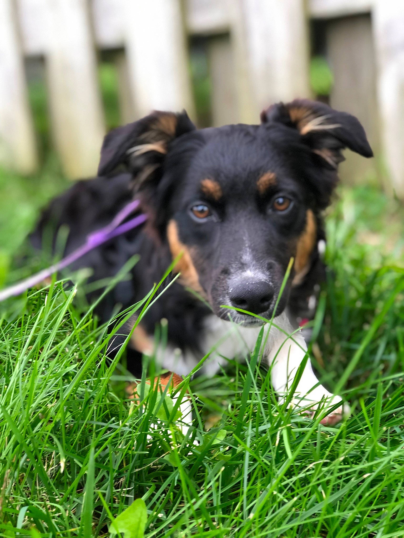 Zoey is registered to the contest to win money with this photo: appenzeller_sennenhund, australian_collie, border_collie, canidae, carnivore, companion_dog, dog, dog_breed, english_shepherd, grass, herding_dog, huntaway, mammal, plant, rare_breed_dog, snout, sporting_group, vertebrate, welsh_sheepdog, working_dog