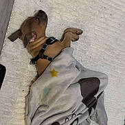 Venom a rejoint le concours — aidez-le/la à gagner de superbes lots ! dog, puppy, sleeping, blanket, rug, indoor, pet, brown_dog, harness, cozy, resting, floor, cute, animal, soft_texture, star_pattern, cartoon_design, quiet, peaceful, domestic