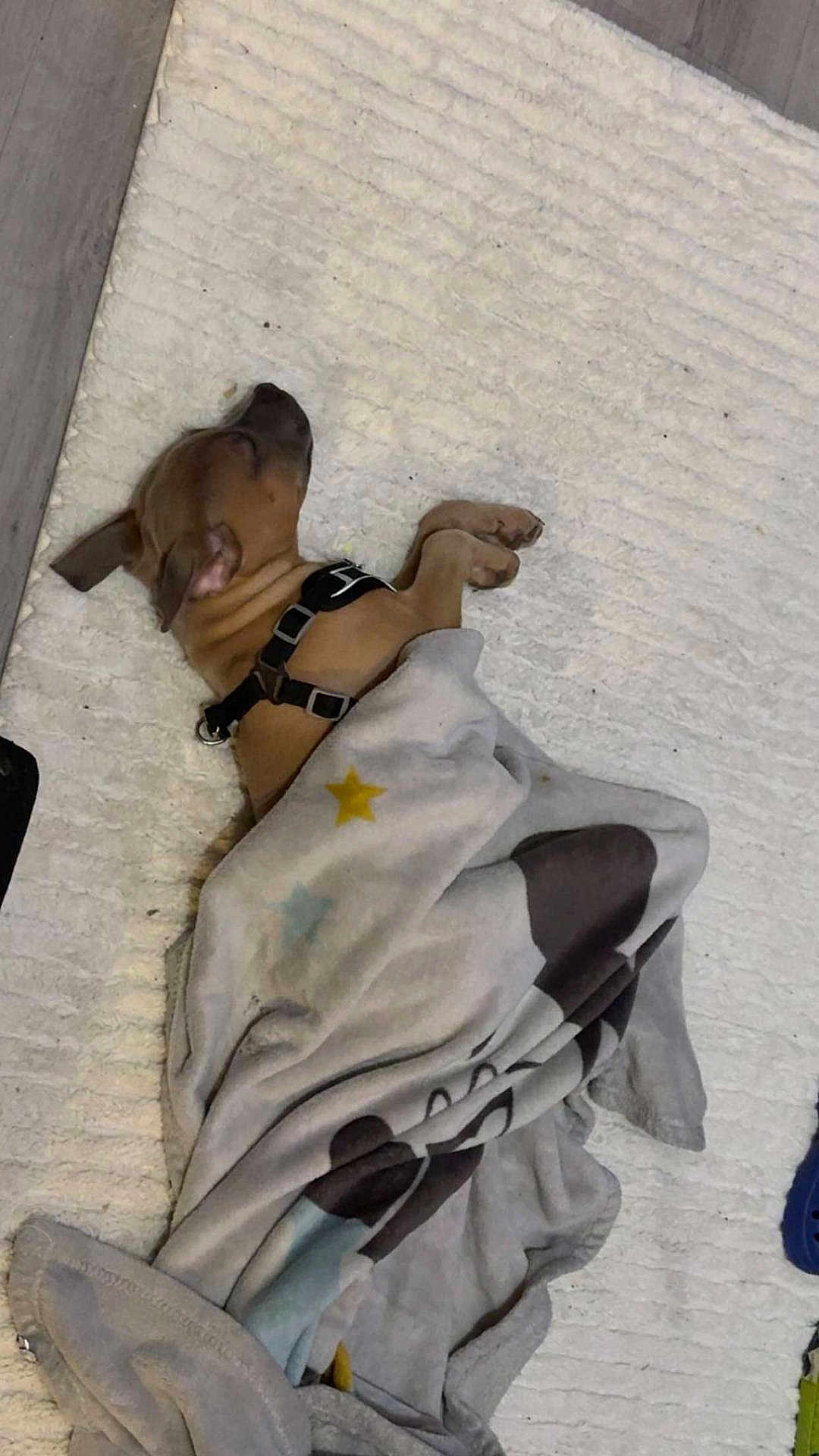 Venom a rejoint le concours — aidez-le/la à gagner de superbes lots ! dog, puppy, sleeping, blanket, rug, indoor, pet, brown_dog, harness, cozy, resting, floor, cute, animal, soft_texture, star_pattern, cartoon_design, quiet, peaceful, domestic