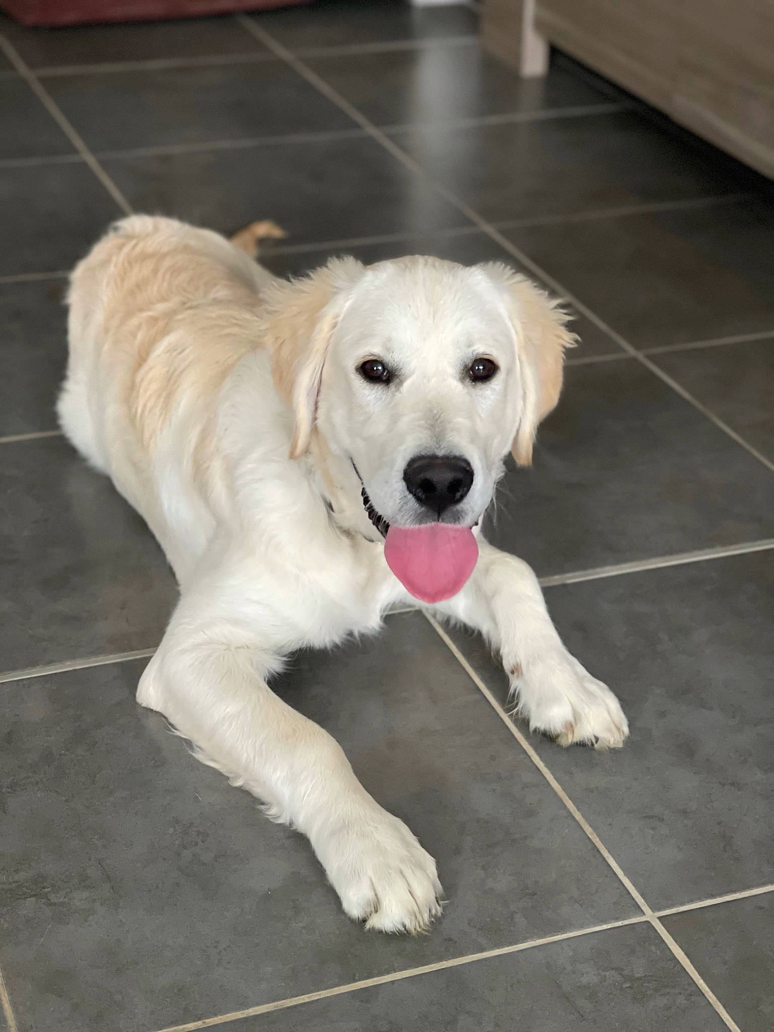 Rayko a rejoint le concours — aidez-le/la à gagner de superbes lots ! canidae, carnivore, companion_dog, dog, dog_breed, fawn, floor, flooring, fur, gun_dog, hardwood, pet_supply, snout, sporting_group, tail, working_animal, working_dog