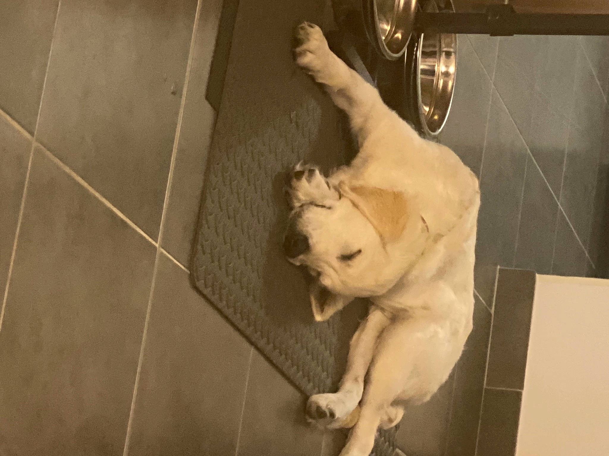 Rayko participe au concours pour gagner de l'argent avec cette photo : art, canidae, carnivore, companion_dog, dog, dog_breed, fawn, felidae, flooring, fur, hardwood, non_sporting_group, room, small_to_medium_sized_cats, snout, sporting_group, tail, tile_flooring, wood, working_animal