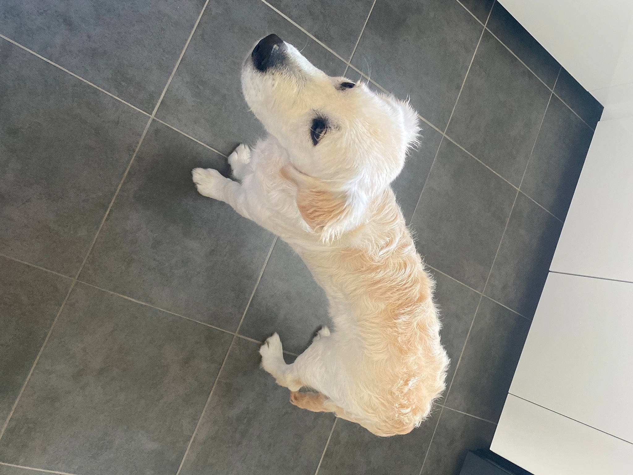 Rayko a rejoint le concours — aidez-le/la à gagner de superbes lots ! canidae, carnivore, companion_dog, dog, dog_breed, fawn, felidae, floor, flooring, fur, snout, sporting_group, stuffed_toy, tail, terrestrial_animal, terrier, tile_flooring, toy, wood, working_animal