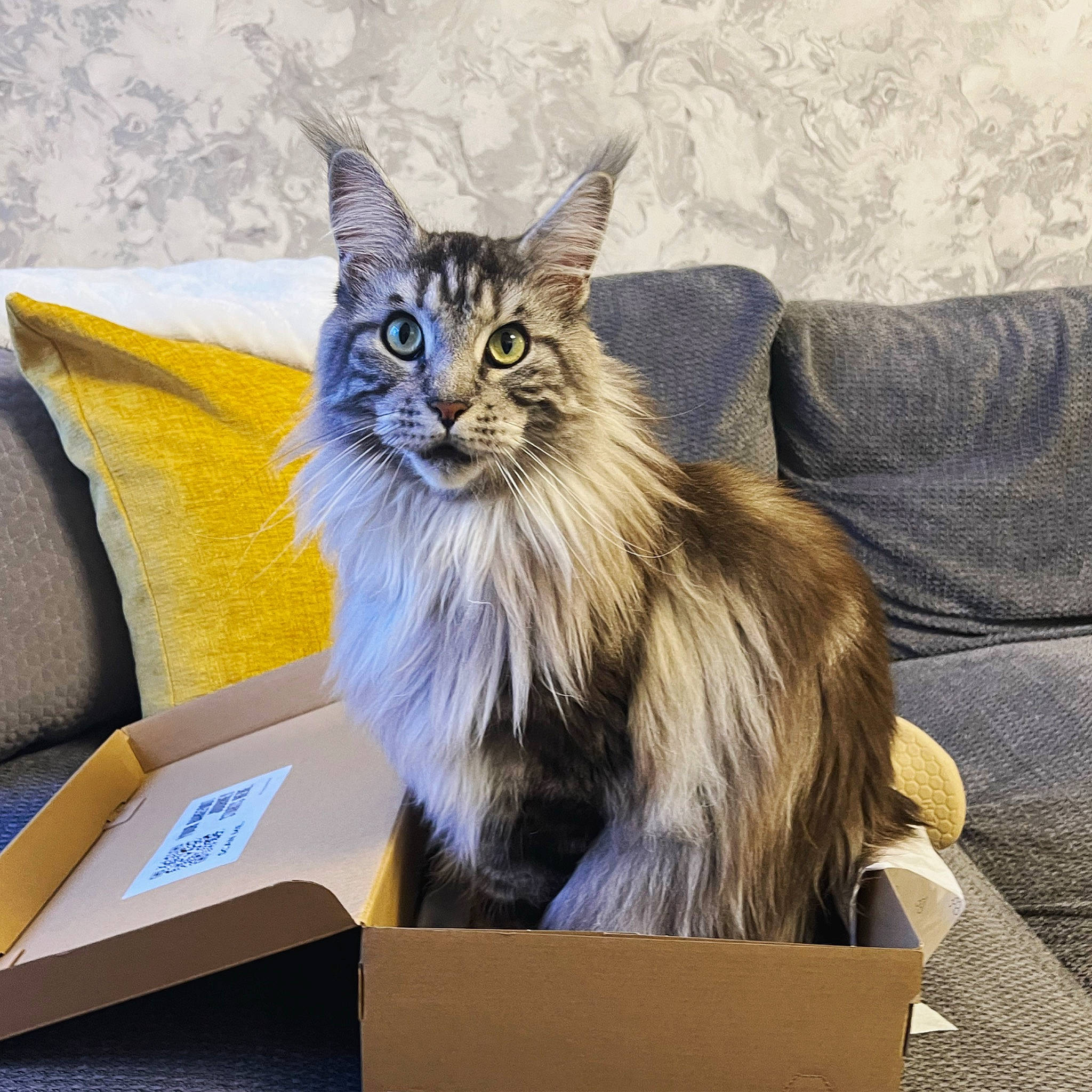 Snow joined the competition — help win amazing prizes! box, cardboard, carnivore, carton, cat, felidae, fur, maine_coon, packaging_and_labeling, paper_product, shipping_box, small_to_medium_sized_cats, tail, terrestrial_animal, whiskers