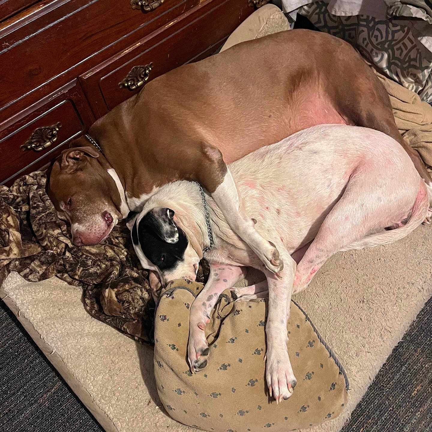 Lexi N Nova joined the competition — help win amazing prizes! black_patch, blanket, brown_dog, canine, carpet, chain_collar, companion, cozy, dog, dog_bed, floor, home_interior, indoor, pet, relaxed, resting, sleeping, snuggling, white_dog, wooden_furniture
