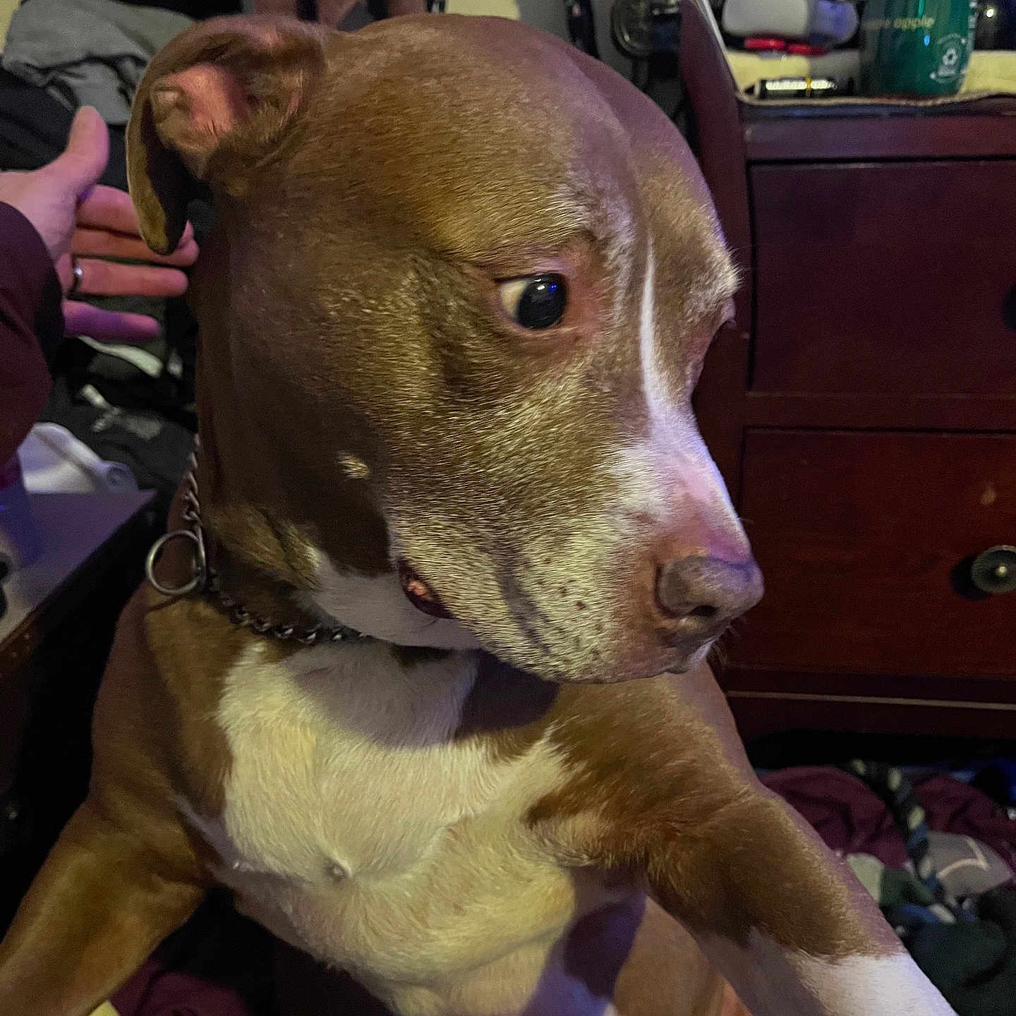 Lexi joined the competition — help win amazing prizes! animal, brown, canine, chain_collar, close_up, clutter, collar, companion, curious, dog, domestic, furniture, household, indoor, looking_away, mammal, pet, portrait, side_view, white