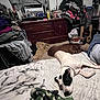 bed, blanket, blanket_pattern, brown_dog, clothes, clutter, collar, dog, dresser, floor, furniture, human_leg, indoor, lying_down, pet, pile_of_clothes, resting, room, sleeping, white_dog
