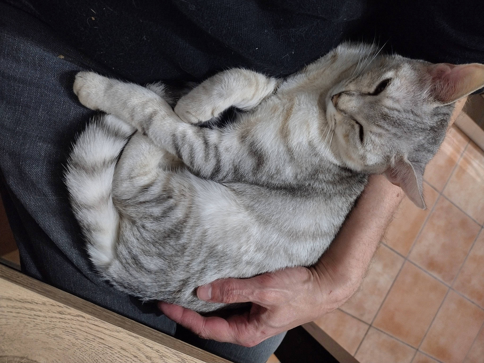 Loky participe au concours pour gagner de l'argent avec cette photo : carnivore, cat, claw, comfort, domestic_short_haired_cat, felidae, finger, foot, fur, gesture, grey, nail, paw, safety_glove, small_to_medium_sized_cats, tail, thumb, whiskers, wood, wrist