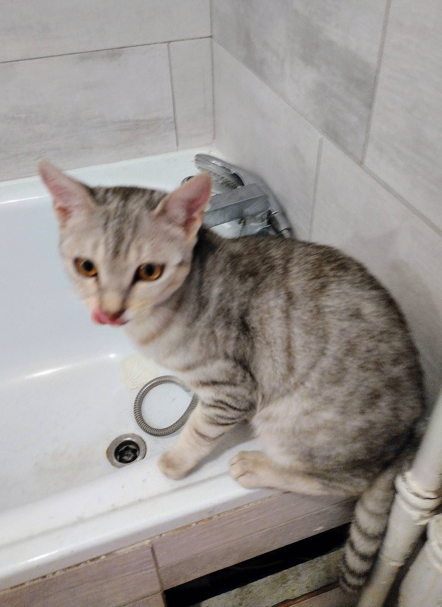 Loky a rejoint le concours — aidez-le/la à gagner de superbes lots ! carnivore, cat, claw, domestic_short_haired_cat, fawn, felidae, fur, paw, plumbing_fixture, small_to_medium_sized_cats, snout, tail, tap, terrestrial_animal, whiskers