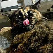 Nacho is registered to the contest to win money with this photo: cat, tortoiseshell, tongue, close_up, fur, whiskers, eyes, pet, animal, indoor, cute, playful, face, expression, feline, mammal, resting, texture, blurred_background, domestic_cat