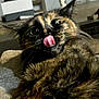cat, tortoiseshell, tongue, close_up, fur, whiskers, eyes, pet, animal, indoor, cute, playful, face, expression, feline, mammal, resting, texture, blurred_background, domestic_cat