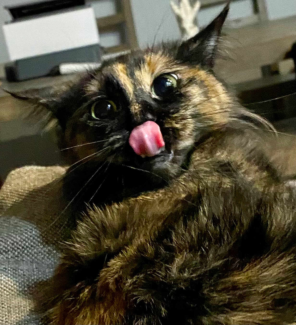 Nacho is registered to the contest to win money with this photo: cat, tortoiseshell, tongue, close_up, fur, whiskers, eyes, pet, animal, indoor, cute, playful, face, expression, feline, mammal, resting, texture, blurred_background, domestic_cat