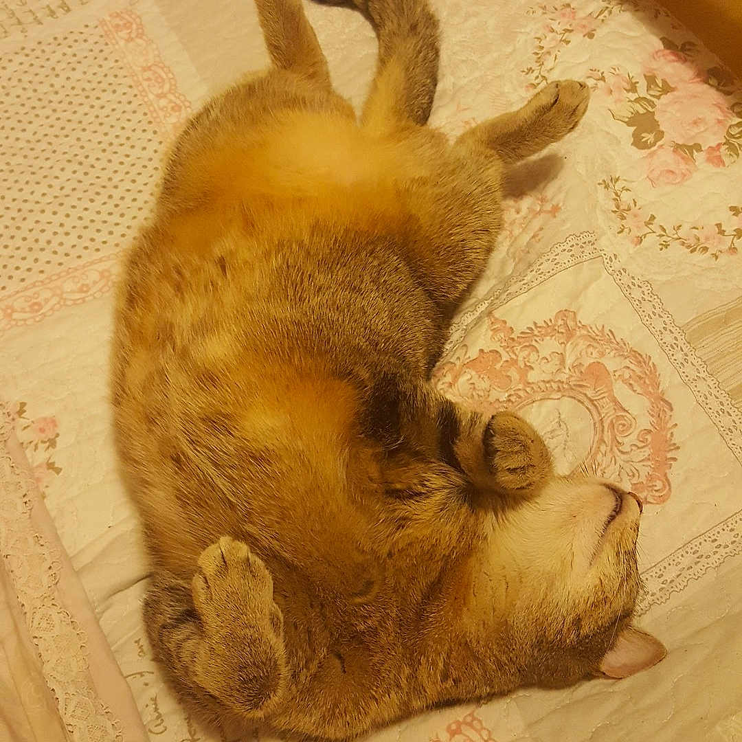 Câline